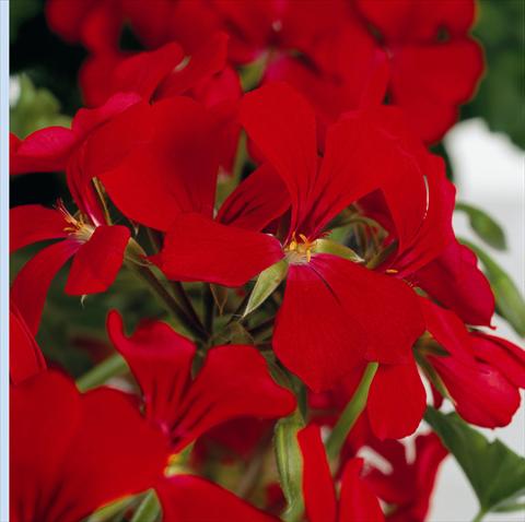 Photo de variété de fleurs à utiliser comme: Pot et Plante à massif Pelargonium peltatum RB Red