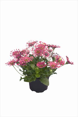Photo de variété de fleurs à utiliser comme: Plante à massif/ plante de bordure Osteospermum Astra Purple Spoon