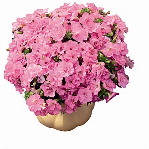 Photo de variété de fleurs à utiliser comme: Plante à massif, pot ou Suspension Petunia pendula Surfinia Double Dark Pink 2657