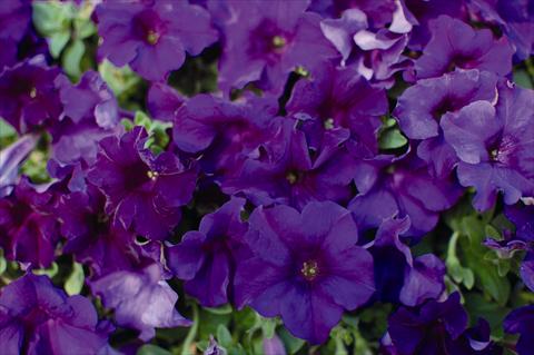 Photo de variété de fleurs à utiliser comme: Plante à massif, pot ou Suspension Petunia pendula Surfinia Velvet Blue