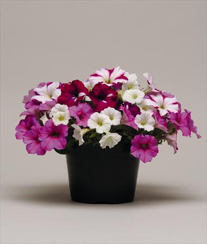 Photo de variété de fleurs à utiliser comme: Plante à massif, pot ou Suspension Petunia x hybrida Colorsgames Tray 2 Strawberry Pie