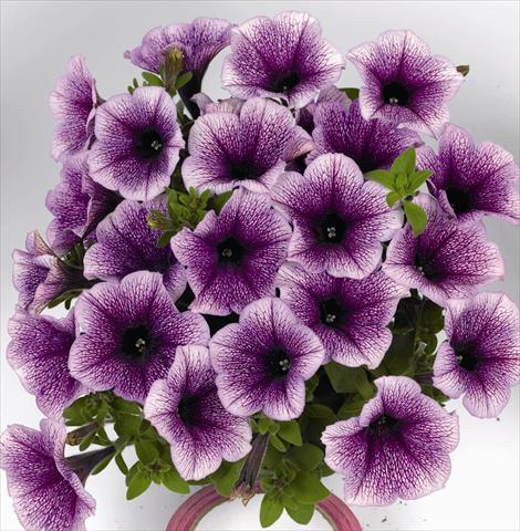 Photo de variété de fleurs à utiliser comme: Plante à massif, pot ou Suspension Petunia x hybrida Poptunia Blue Vein