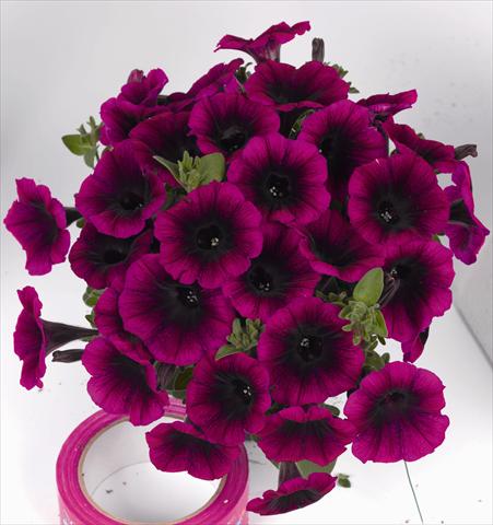 Photo de variété de fleurs à utiliser comme: Plante à massif, pot ou Suspension Petunia x hybrida Poptunia Deep Raspberry