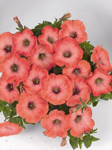 Photo de variété de fleurs à utiliser comme: Plante à massif, pot ou Suspension Petunia x hybrida Poptunia Orange