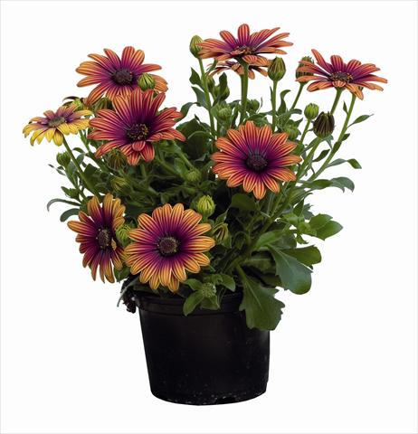 Photo de variété de fleurs à utiliser comme: Plante à massif/ plante de bordure Osteospermum Astra Outback Purple