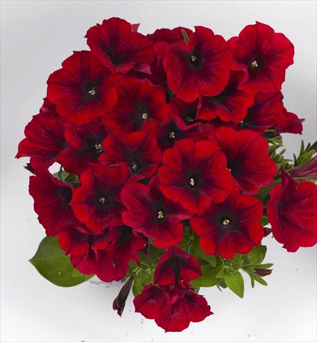 Photo de variété de fleurs à utiliser comme: Plante à massif, pot ou Suspension Petunia x hybrida Poptunia Red