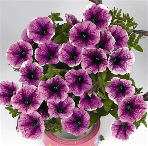 Photo de variété de fleurs à utiliser comme: Plante à massif, pot ou Suspension Petunia x hybrida Poptunia White Merlot