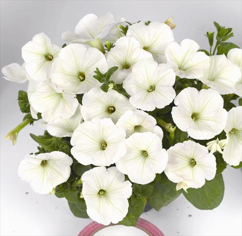 Photo de variété de fleurs à utiliser comme: Plante à massif, pot ou Suspension Petunia x hybrida Poptunia White