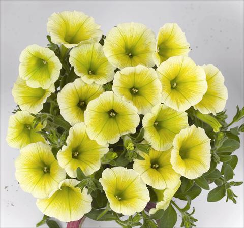 Photo de variété de fleurs à utiliser comme: Plante à massif, pot ou Suspension Petunia x hybrida Poptunia Yellow