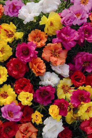 Photo de variété de fleurs à utiliser comme: Plante à massif, pot ou Suspension Portulaca Spritz Mix