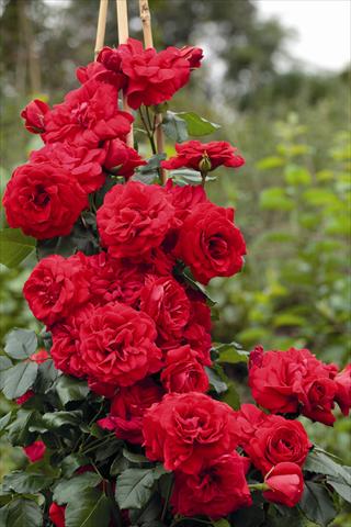 Photo de variété de fleurs à utiliser comme: Pot et Plante à massif Rosa rampicante Negresco® Meigrappo