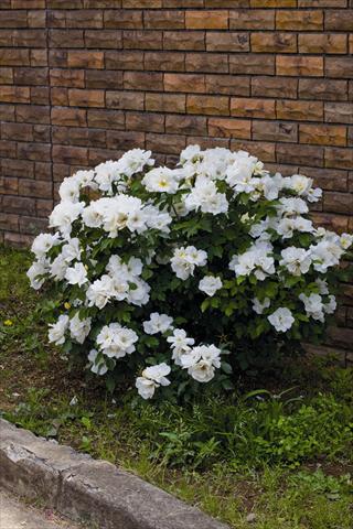Photo de variété de fleurs à utiliser comme: Pot et Plante à massif Rosa rampicante White Knock Out® Radwhite