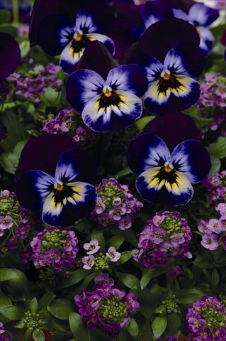 Photo de variété de fleurs à utiliser comme: Plante à massif, pot ou Suspension Viola wittrockiana Coloursgames tray 5 purple cotton