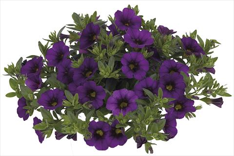 Photo de variété de fleurs à utiliser comme: Plante à massif, pot ou Suspension Calibrachoa Lindura Dark Blue