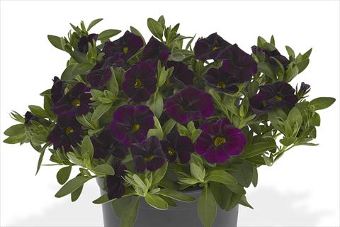 Photo de variété de fleurs à utiliser comme: Plante à massif, pot ou Suspension Calibrachoa Lindura Dark Purple