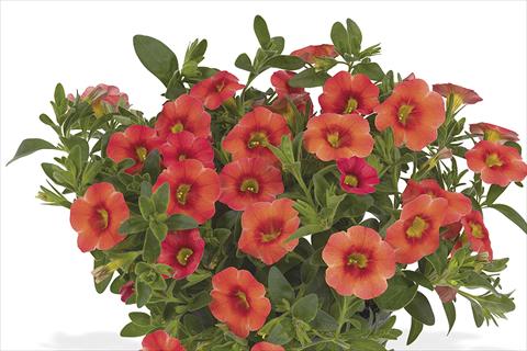 Photo de variété de fleurs à utiliser comme: Plante à massif, pot ou Suspension Calibrachoa Lindura Orange