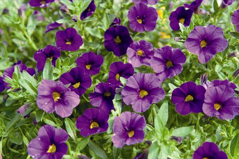 Photo de variété de fleurs à utiliser comme: Plante à massif, pot ou Suspension Calibrachoa Lindura Purple 2015
