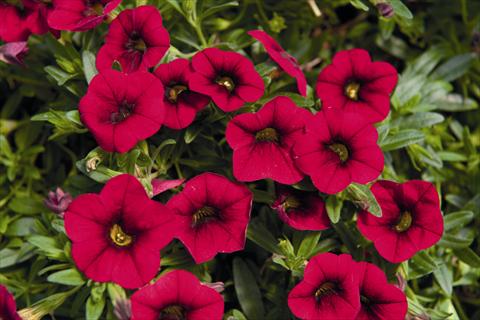 Photo de variété de fleurs à utiliser comme: Plante à massif, pot ou Suspension Calibrachoa Lindura Red 2015