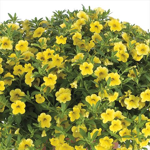 Photo de variété de fleurs à utiliser comme: Plante à massif, pot ou Suspension Calibrachoa Lindura Sun Yellow