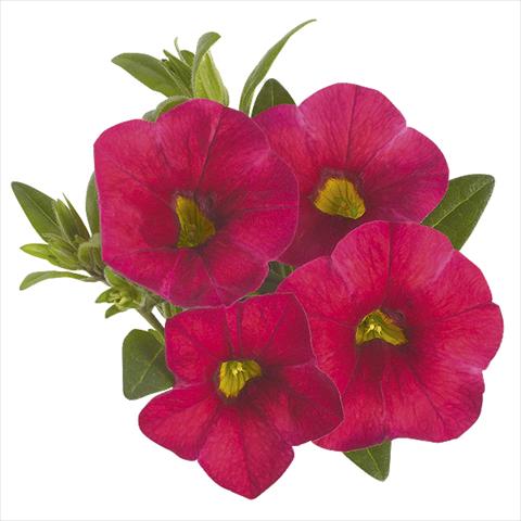 Photo de variété de fleurs à utiliser comme: Plante à massif, pot ou Suspension Calibrachoa Super Cherry Red