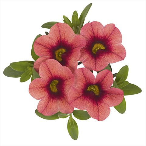 Photo de variété de fleurs à utiliser comme: Plante à massif, pot ou Suspension Calibrachoa Super Cranberry