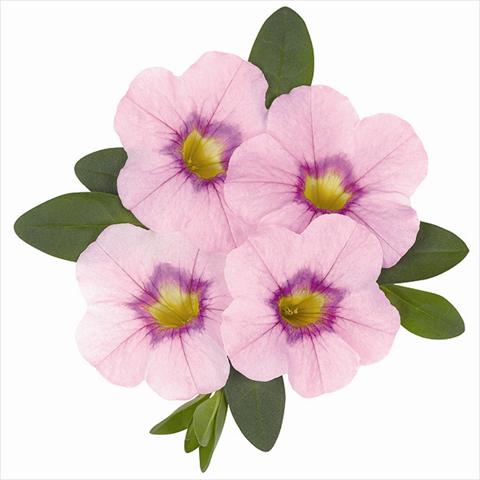 Photo de variété de fleurs à utiliser comme: Plante à massif, pot ou Suspension Calibrachoa Super Lavender