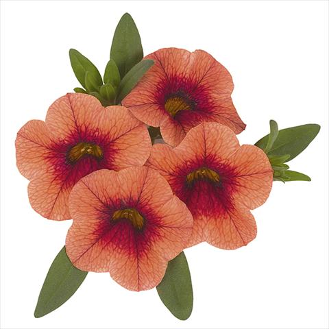 Photo de variété de fleurs à utiliser comme: Plante à massif, pot ou Suspension Calibrachoa Super Orange