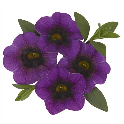 Photo de variété de fleurs à utiliser comme: Plante à massif, pot ou Suspension Calibrachoa Super Purple