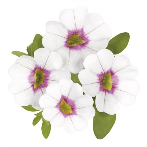 Photo de variété de fleurs à utiliser comme: Plante à massif, pot ou Suspension Calibrachoa Super Royal White