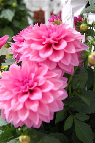 Photo de variété de fleurs à utiliser comme: Plante à massif, pot ou Suspension Dahlia x hybrida Dahlinova Hypnotica Pink Improved