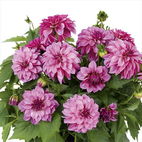 Photo de variété de fleurs à utiliser comme: Pot et Plante à massif Dahlia Dahlinova Hypnotica Purple Bicolor