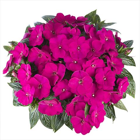 Photo de variété de fleurs à utiliser comme: Plante à massif, pot ou Suspension Impatiens Nuova Guinea Tamarinda Max Purple