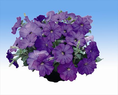 Photo de variété de fleurs à utiliser comme: Suspension / pot Petunia Viva Lavender Shades