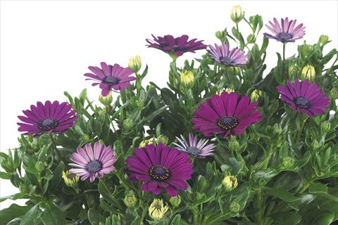 Photo de variété de fleurs à utiliser comme: Pot Osteospermum Margarita Nano Purple Improved