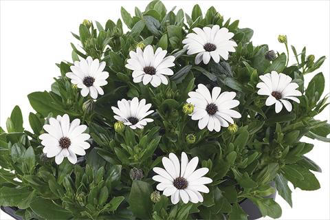 Photo de variété de fleurs à utiliser comme: Pot Osteospermum Margarita Nano White Improved