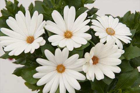 Photo de variété de fleurs à utiliser comme: Pot Osteospermum Margarita Cream