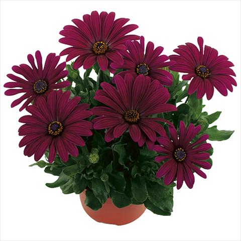 Photo de variété de fleurs à utiliser comme: Pot Osteospermum Margarita Purple Improved