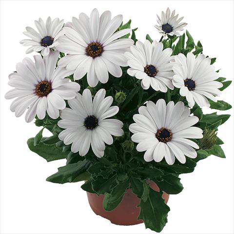 Photo de variété de fleurs à utiliser comme: Pot Osteospermum Margarita White Improved