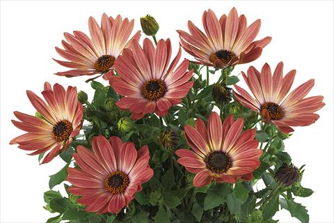 Photo de variété de fleurs à utiliser comme: Pot Osteospermum Smoothies Bronze Bicolor