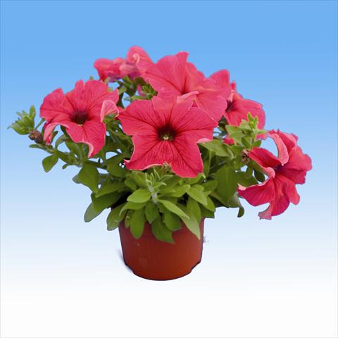 Photo de variété de fleurs à utiliser comme: Suspension / pot Petunia Viva Hot Pink