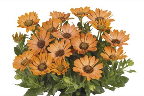 Photo de variété de fleurs à utiliser comme: Pot Osteospermum Smoothies Copper Sun