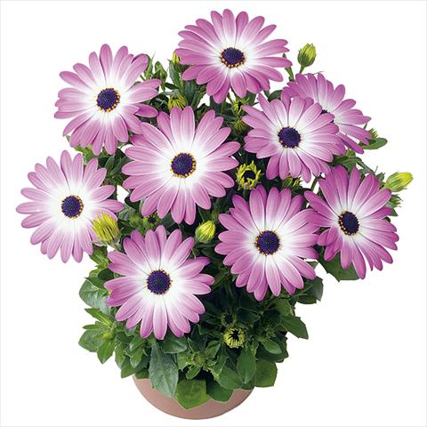 Photo de variété de fleurs à utiliser comme: Pot Osteospermum Smoothies Pink Charme