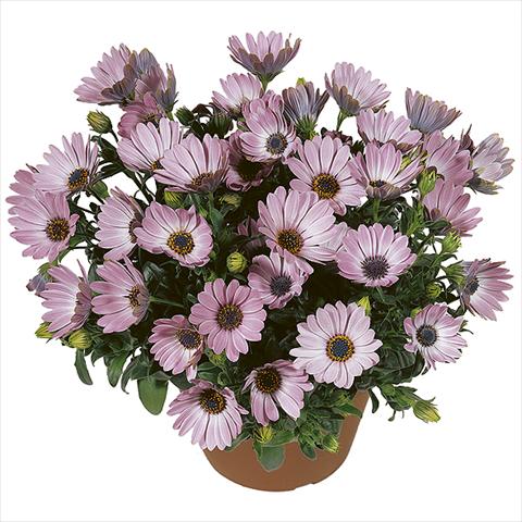Photo de variété de fleurs à utiliser comme: Pot Osteospermum Smoothies Pink