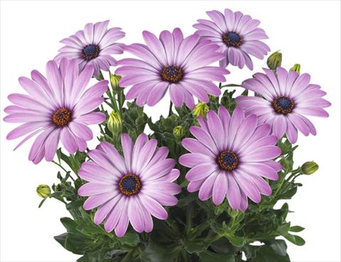 Photo de variété de fleurs à utiliser comme: Pot Osteospermum Smoothies Purple