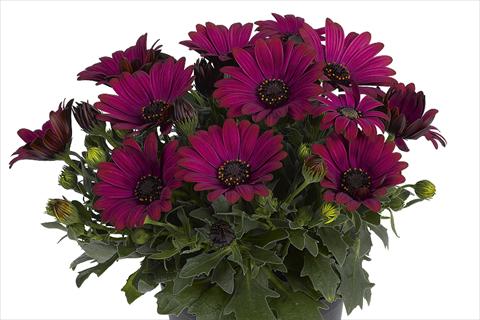 Photo de variété de fleurs à utiliser comme: Pot Osteospermum Smoothies Red Velvet