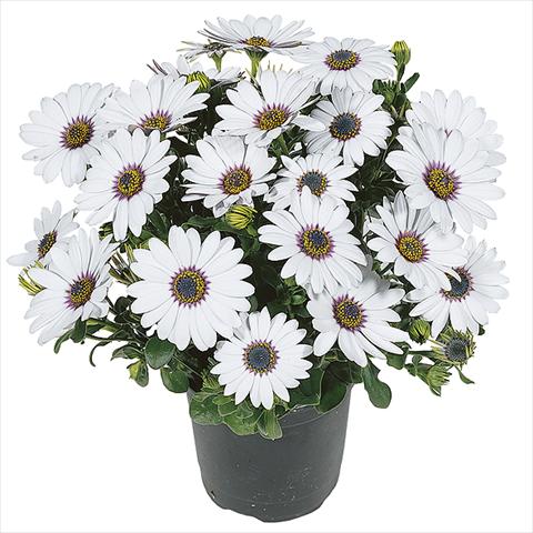 Photo de variété de fleurs à utiliser comme: Pot Osteospermum Smoothies White
