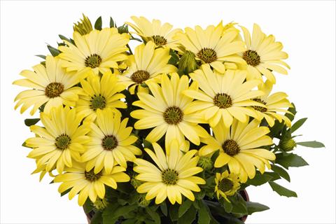 Photo de variété de fleurs à utiliser comme: Pot Osteospermum Smoothies Yellow
