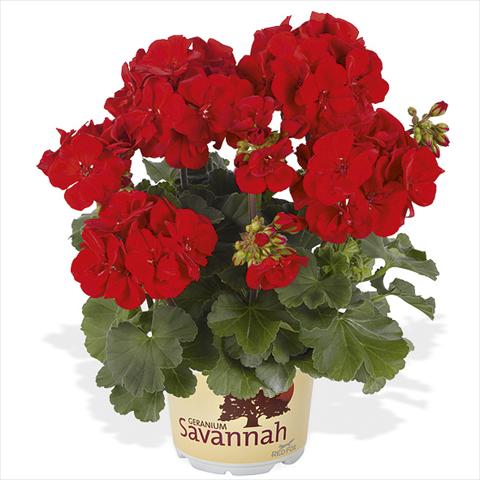 Photo de variété de fleurs à utiliser comme: Pot Pelargonium peltatum Candy Idols Bright Red