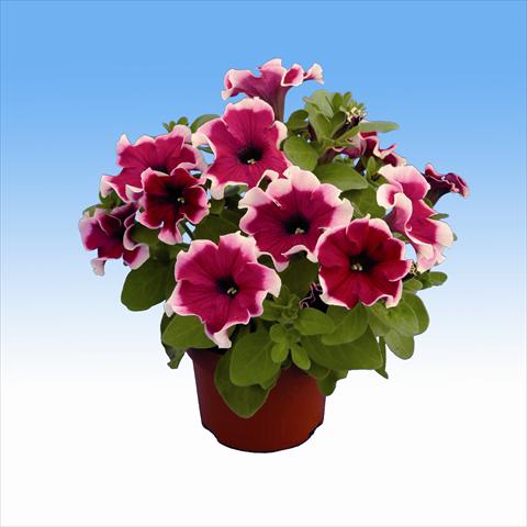 Photo de variété de fleurs à utiliser comme: Suspension / pot Petunia Viva Purple Picotee