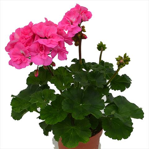 Photo de variété de fleurs à utiliser comme: Pot Pelargonium peltatum Candy Idols Pink Lovely
